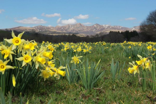 Daffodils in Massif du Sancy